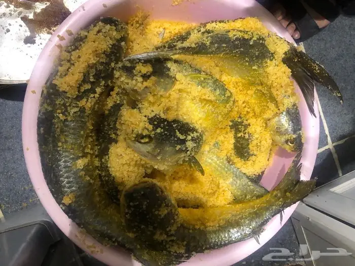 فسيخ فلسطيني حاليا خلصت الكمية 0