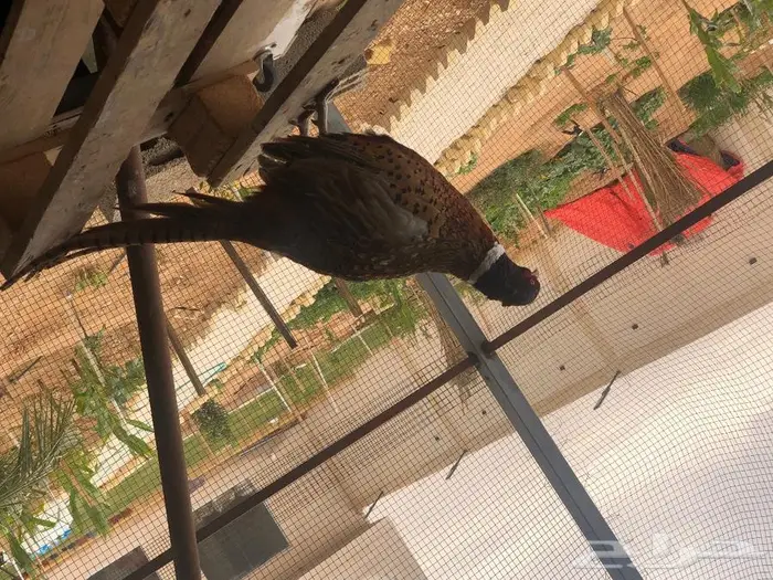 طير الفزن الأمريكي 5