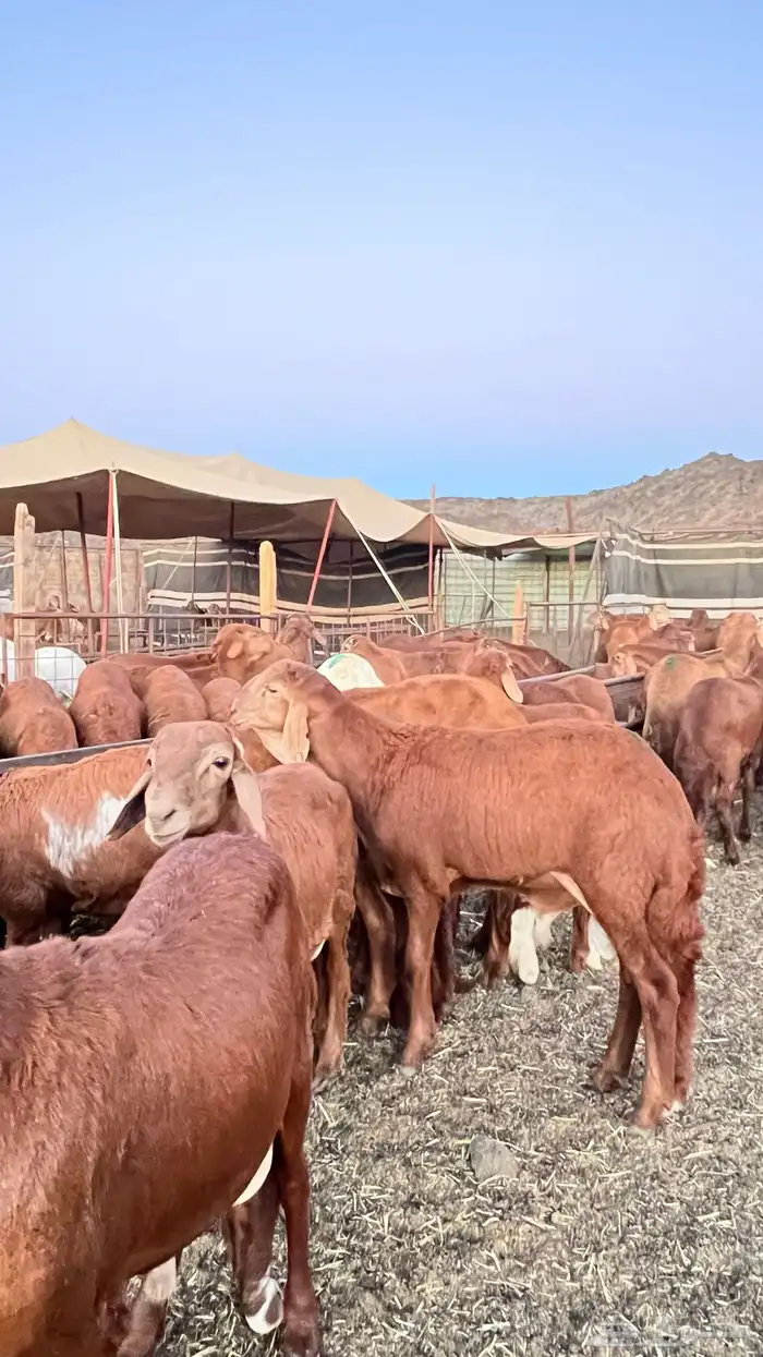 طليان سواكن حمريه مرابي ( راجع التقييم ) 0
