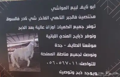 سواكن حمريات طايفية تربية وأوزان عالية جذعان 9