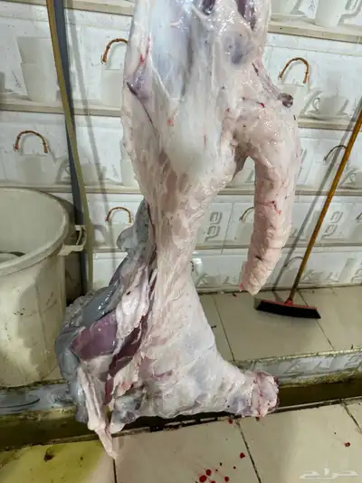 سواكن حمريات طايفية تربية وأوزان عالية جذعان 5