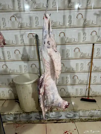 سواكن حمريات طايفية تربية وأوزان عالية جذعان 4