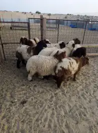 اطيب الذبائح نعيم وحريات كفووو ومسلخ 1