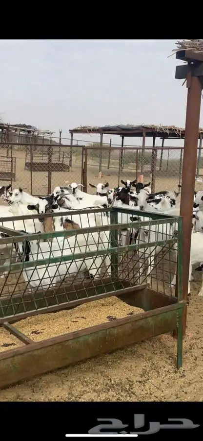 ذبايح مناسبات تيوس 1