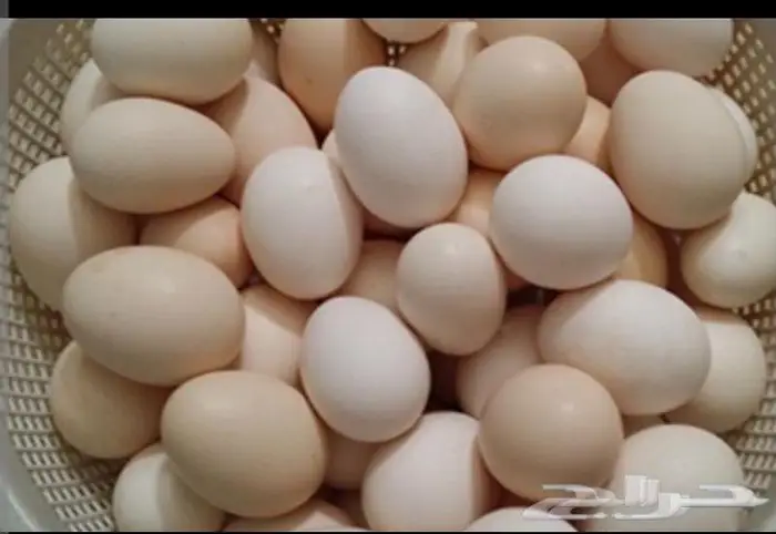 Fresh local chicken eggs 0