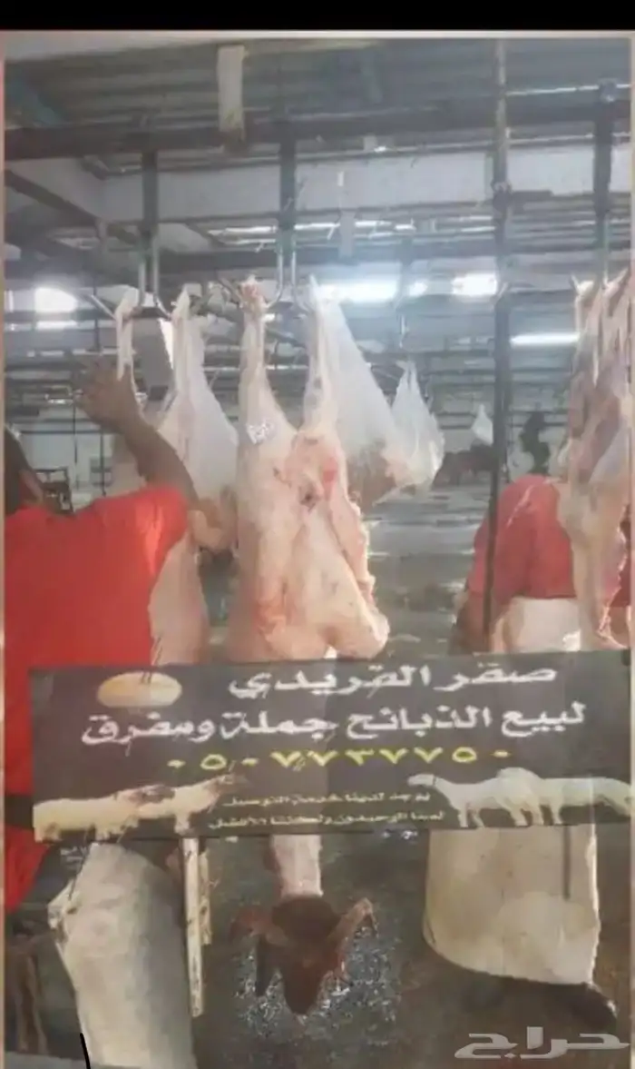 صقر للأغنام بالدمام 6