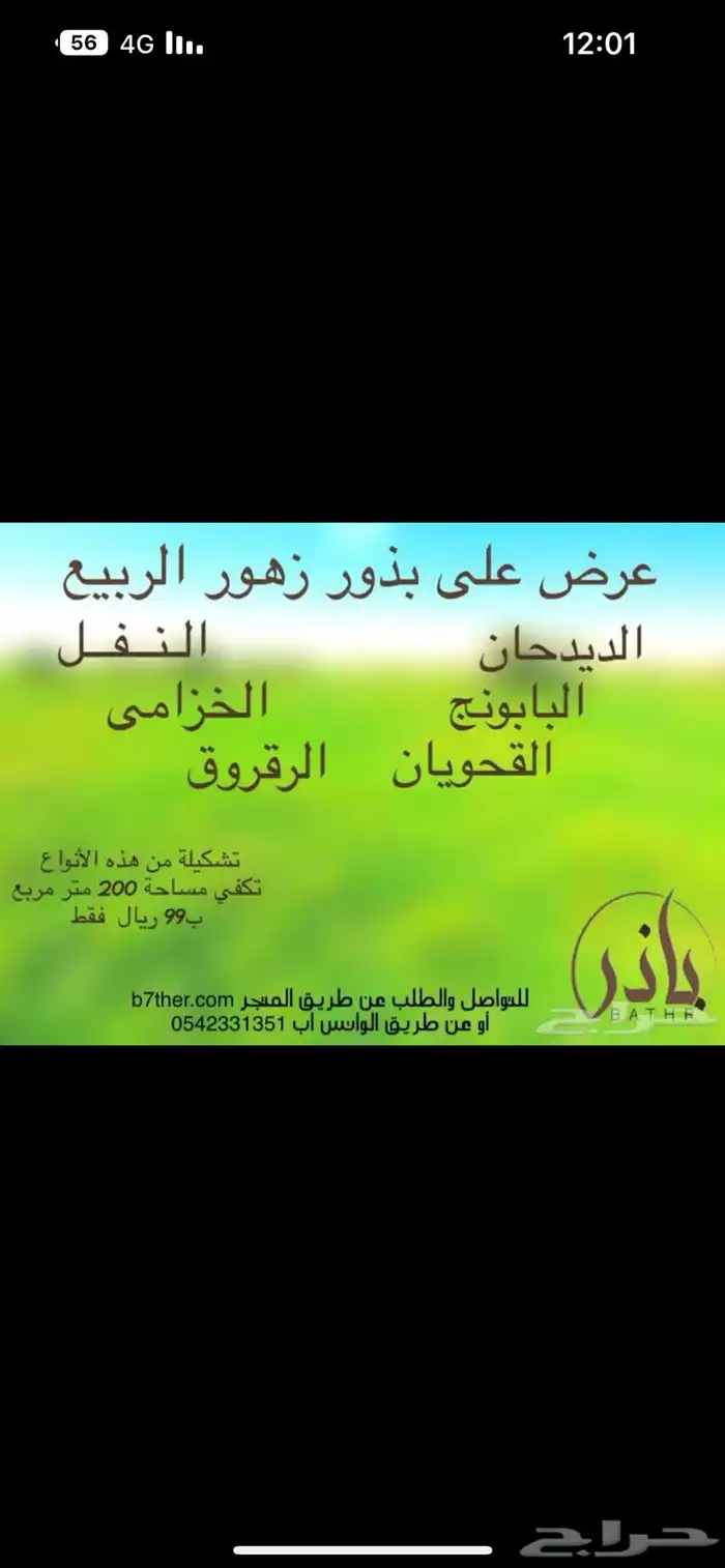 متجر باذر لجميع انواع البذور   ذرة جيزانية سعر مناسب 4