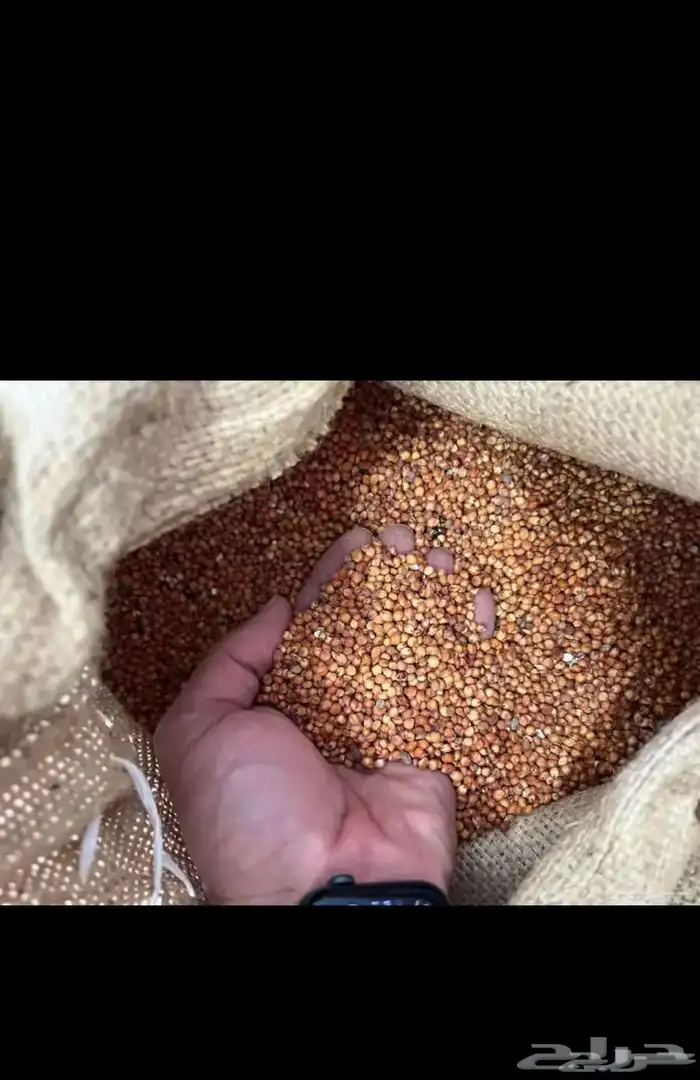 متجر باذر لجميع انواع البذور   ذرة جيزانية سعر مناسب 0