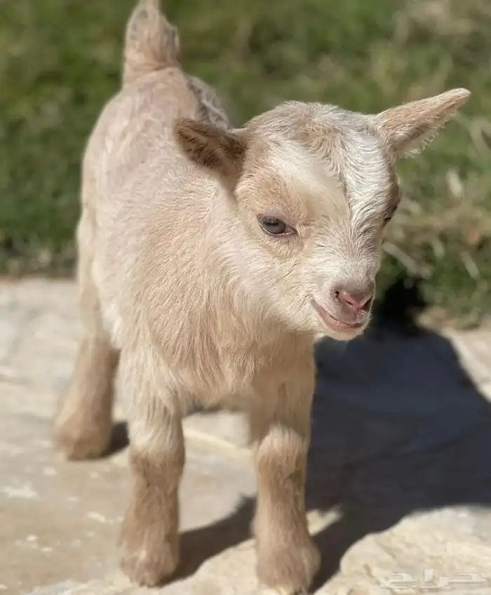 الماعز القزم الصغير بديل القط جميل ماعز قزم اللف صديق الطفل 14