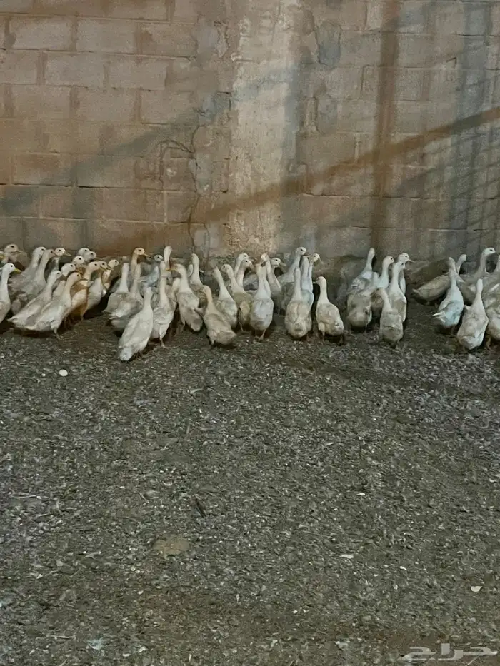 للبيع بط بكيني 4