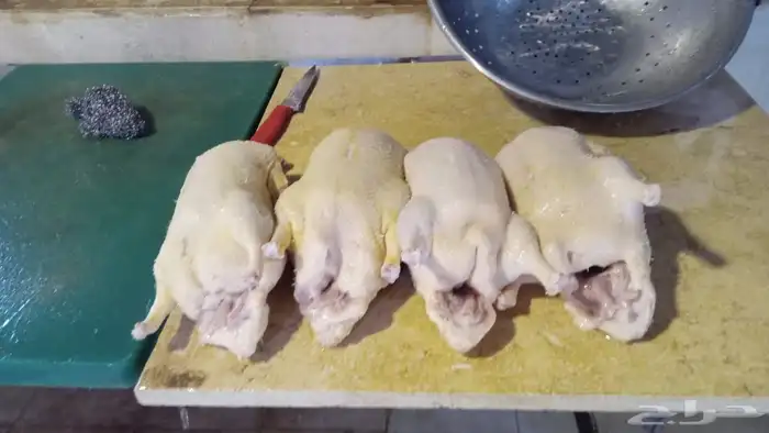 للبيع بط بكيني 5