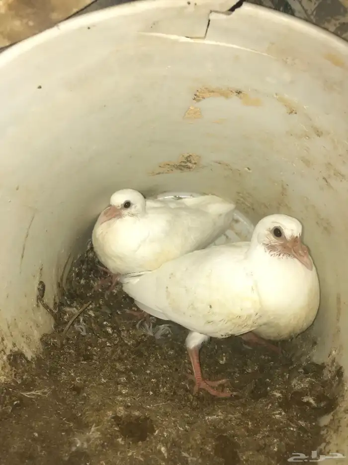 زغاليل فرنسي 1