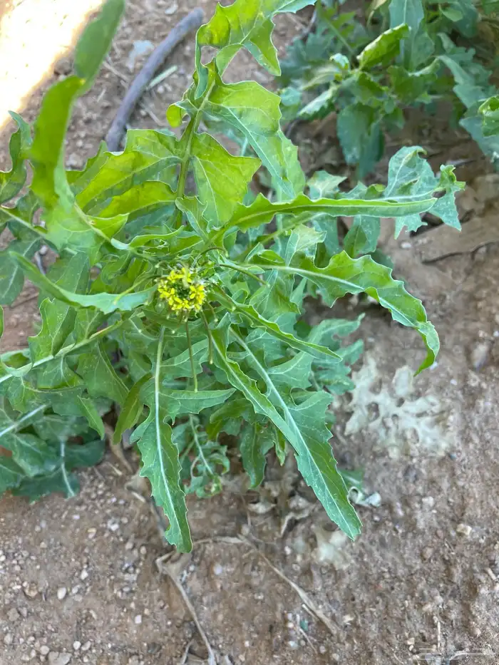 بذور نبات الحريشاء ونبتة السماره الحويرة 2