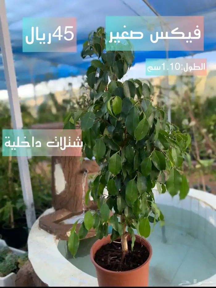 فيكس صغير 0