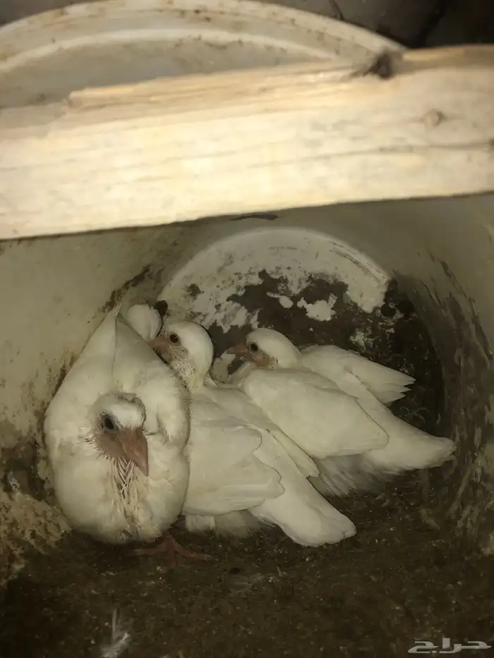 زغاليل فرنسي 2