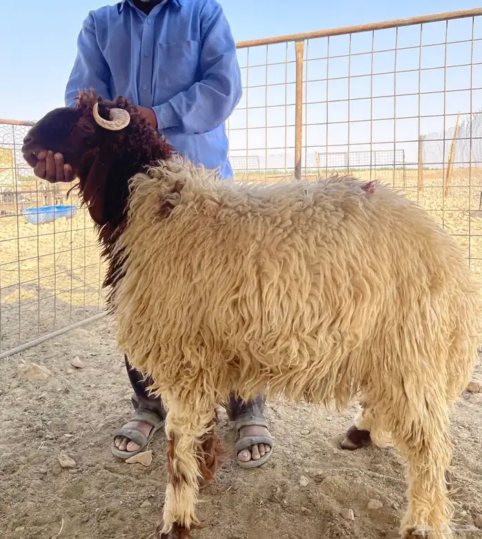 ذبايح طيبه( نعيمي-حري-تيوس-سواكن) 0