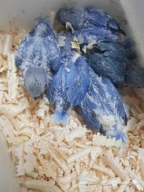 فروخ روز يقبلو الغر بشراهه 1