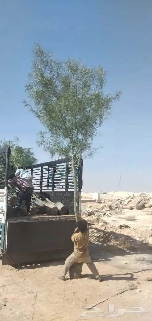 اشجار للبيع ونخيل واشنطونياء وحلفاء الموقع مدينة الرياض 15