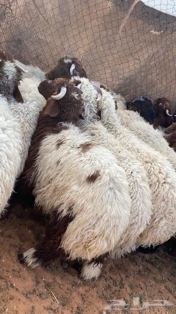 ذبايح طيبه( نعيمي-حري-تيوس-سواكن) 1