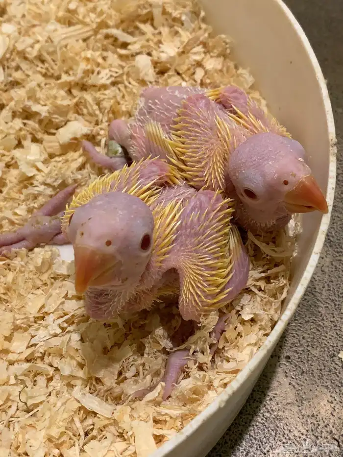 فروخ درة لاتينو عيون أحمر لهواة التميز 0