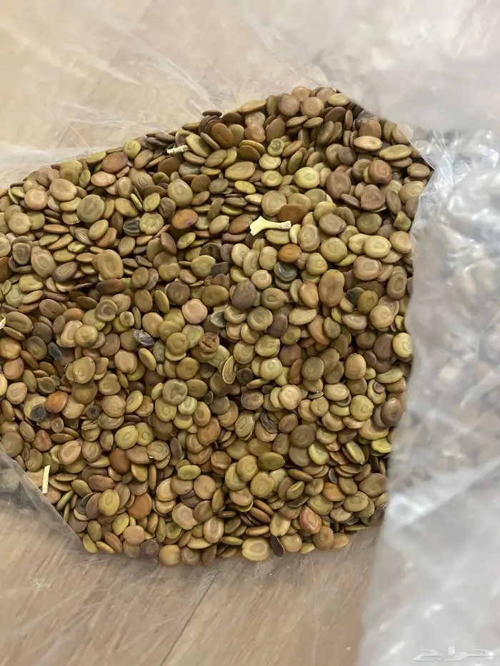 بذور لبخ جديد 0