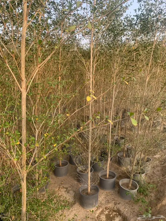 اشجار ترمناليا 1