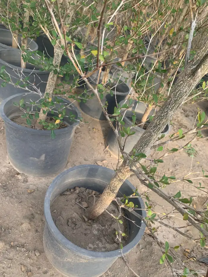 اشجار ترمناليا 0