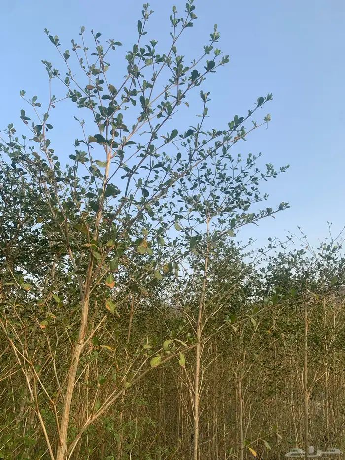 اشجار ترمناليا 2