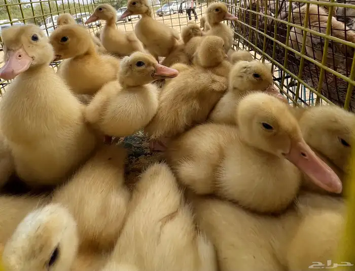 صوص بط بكيني 1
