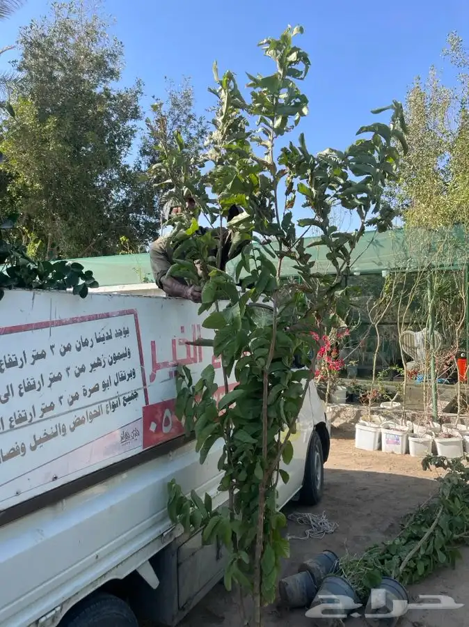 شتلات مشتل 34
