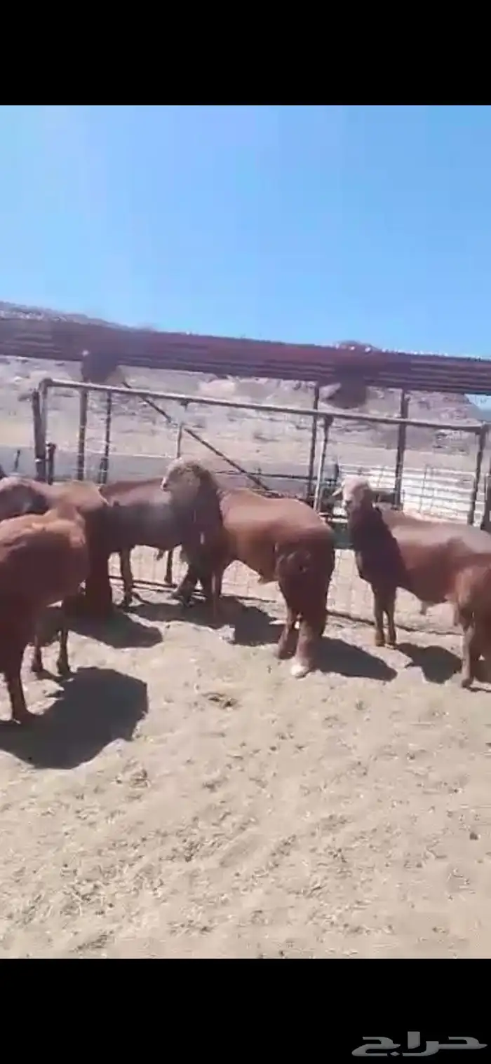 طليان سواكن تربية الطآيف شرط تربية ويوجد ذ 10