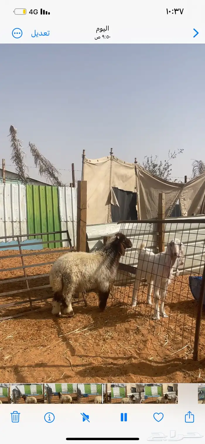 حري ونعيم تيوس شي فأخر تو جاي من القصيم 6