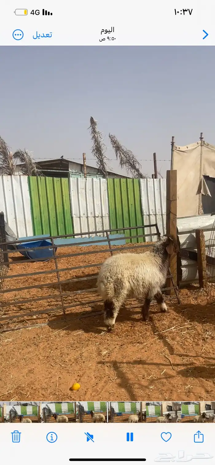 حري ونعيم تيوس شي فأخر تو جاي من القصيم 7