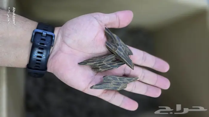 عود تايقر الفتنامي الأصلي 0