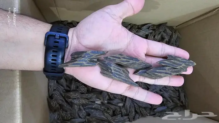 عود تايقر الفتنامي الأصلي 1