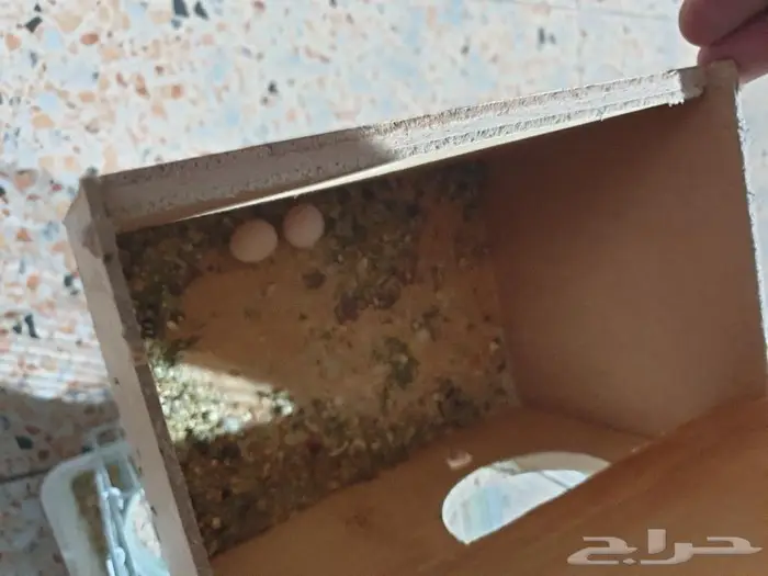 اجواز البادجي و روز متجه تم البيع 5