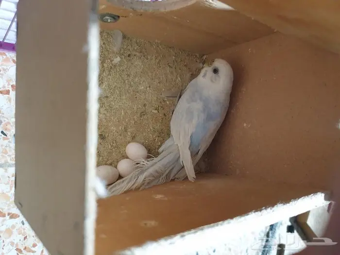 اجواز البادجي و روز متجه تم البيع 10