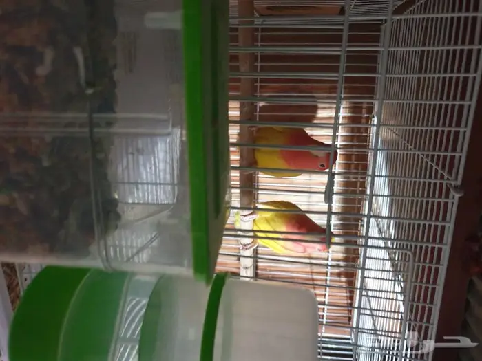 اجواز البادجي و روز متجه تم البيع 0