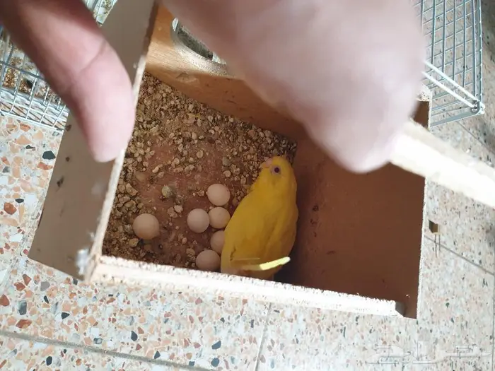 اجواز البادجي و روز متجه تم البيع 4