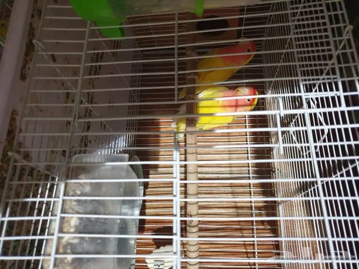 اجواز البادجي و روز متجه تم البيع 1