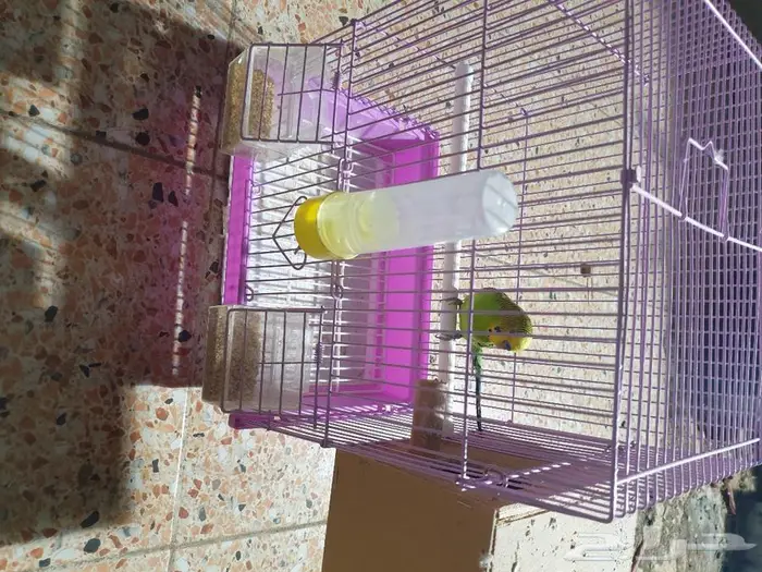 اجواز البادجي و روز متجه تم البيع 9