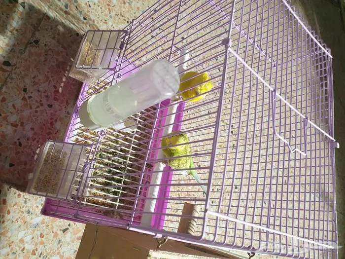 اجواز البادجي و روز متجه تم البيع 7