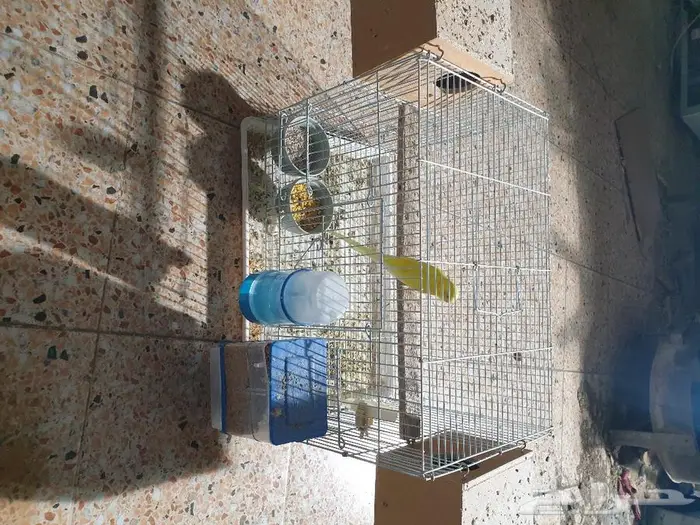 اجواز البادجي و روز متجه تم البيع 2