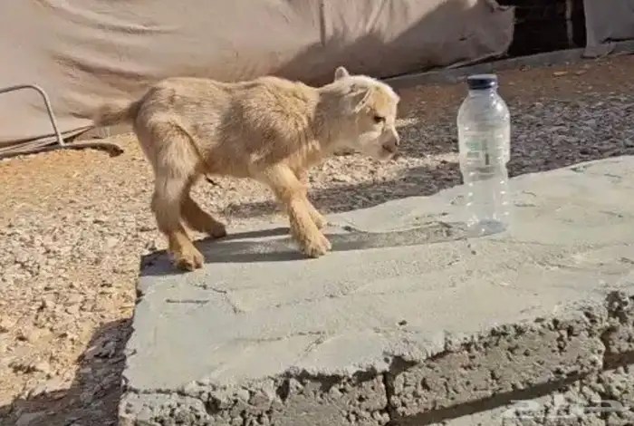 ماعز قزم صغير الليف الماعز القزم الجميل جدا بديل القطط 10