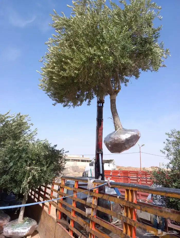 أشجار زيتون مثمرة للبيع 12