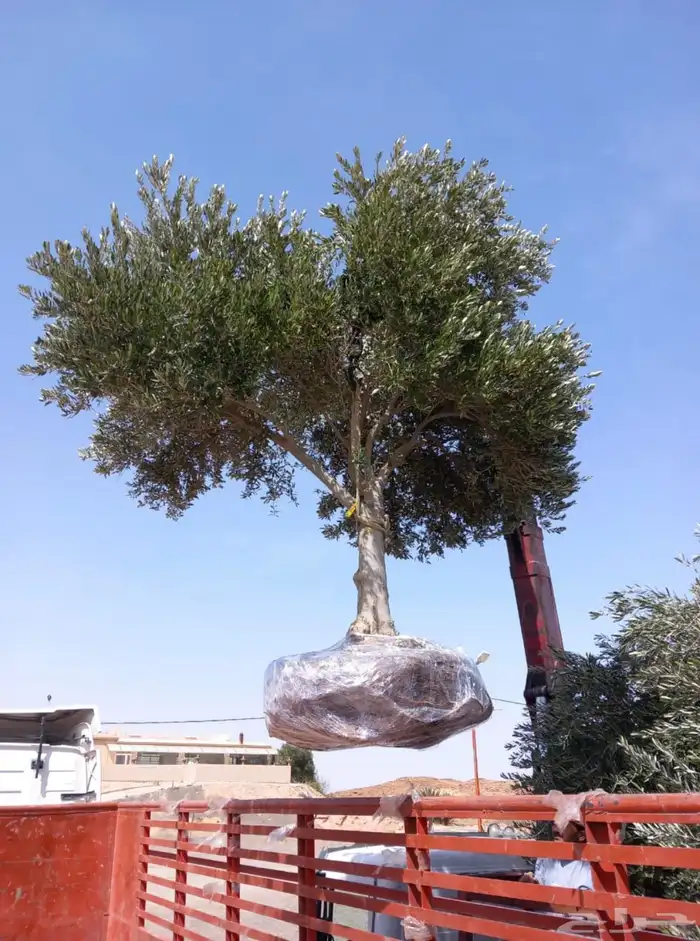 أشجار زيتون مثمرة للبيع 10
