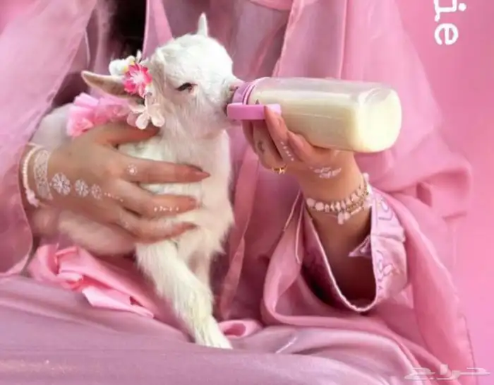 ماعز قزم صغير الليف الماعز القزم الجميل جدا بديل القطط 9