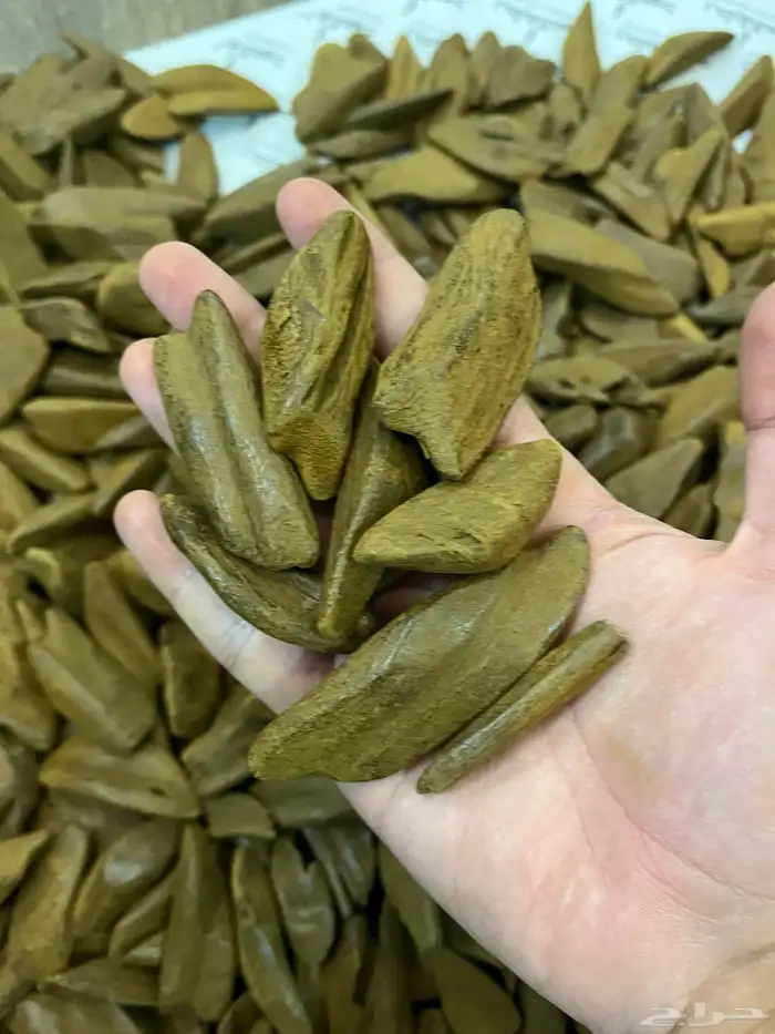 عود مروكي محسن جودة عاليه 0