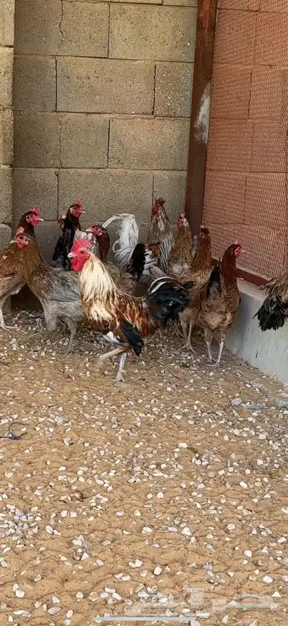 دجاج بلدي حامل ماكنتوش و بوران 1