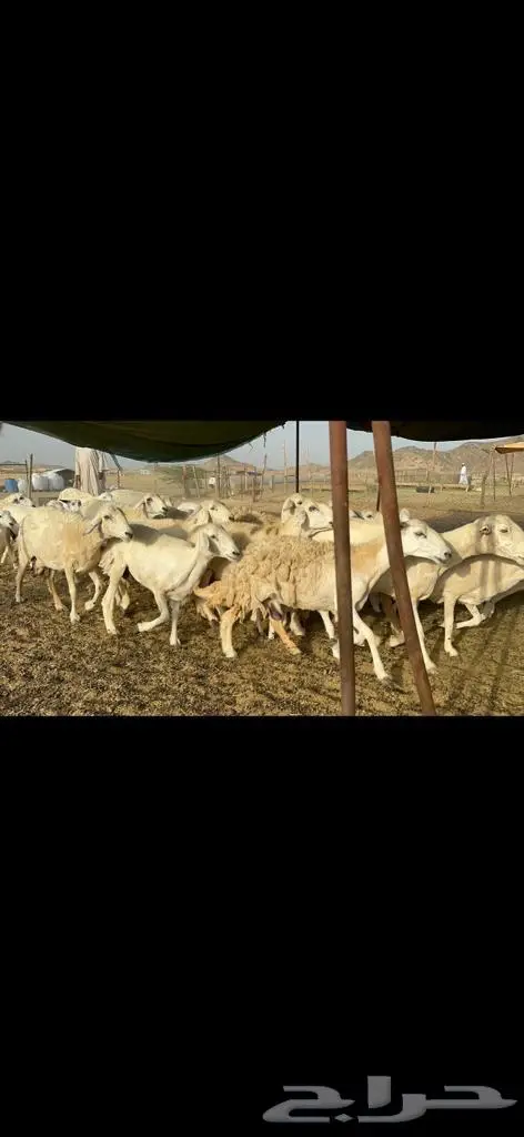 غنم حرية متابيع جروم حرش 35 تحتها 35 بلفحل 0